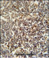 LAPTM5 Antibody (N-term)
